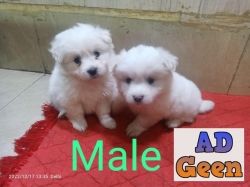 White German Spitz Pups Available Here
